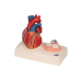 model ludzkiego serca naturalnej wielkości, 5 części z przedstawieniem skurczu - 3b smart anatomy kat.1010006 g01 3b scientific modele anatomiczne 5